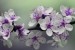 purple-flowers-839594_640 (1)