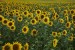 sunflowers-4386505_640