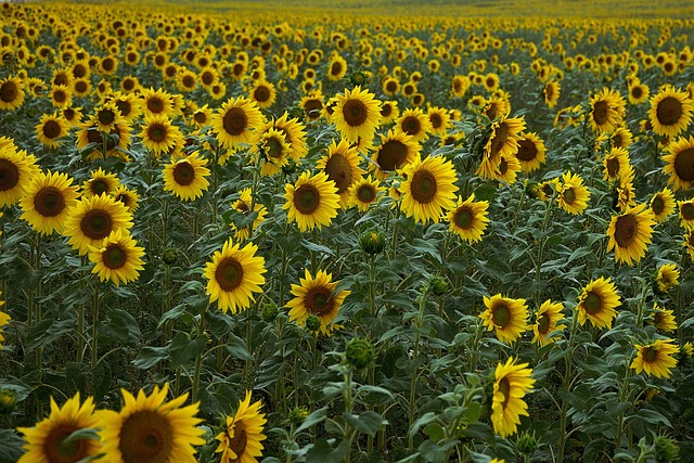 sunflowers-4386505_640